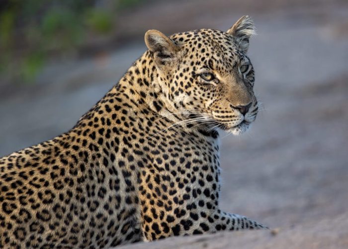 Northern Tanzania Safari2