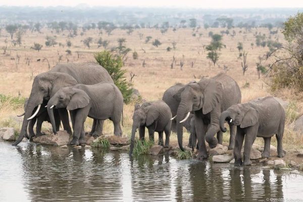 Tarangire park master1